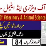 University of Veterinary & Animal Sciences  UVAS
